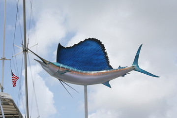 Sail Fish