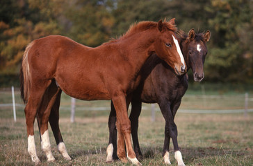 Fototapeta premium couple de chevaux de race trakehner de profil