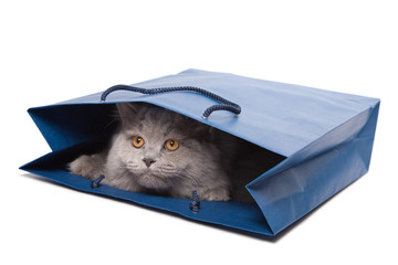 cute British kitten in blue bag isolated