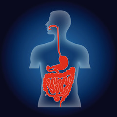 digestive system