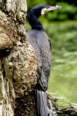 Kormoran (Phalacrocorax carbo)