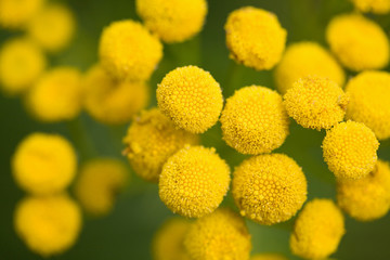 yellow tansy flowers in the field
