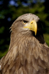 Seeadler (Haliaeetus albicilla)