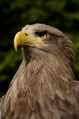 Seeadler (Haliaeetus albicilla)
