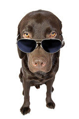 Cool Labrador in Sunglasses