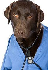 Doctor Labrador