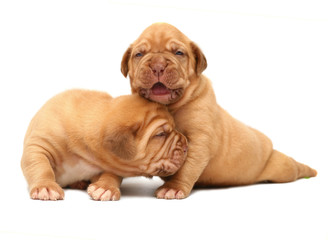 A two  puppies of breed Mastiff from Bordeaux .