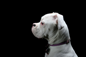 Puppy White Boxer