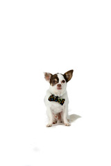 cute little dog with pointed ears and a bow tie