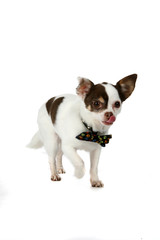 cute little dog with bow tie and tongue hanging out