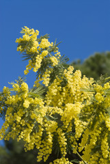Naklejka premium mimosa flowers on plant