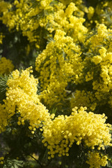 mimosa flowers on plant