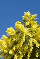mimosa flowers on plant