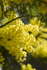 mimosa flowers on plant