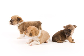Three puppies on white background