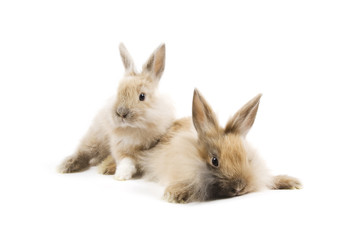 Rabbits