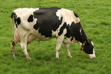 Cow eating grass