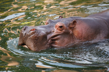 a hippo is swimming in a lake