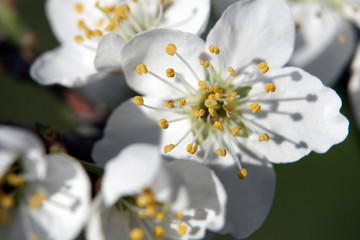 Fiore bianco di pruno/prugno