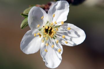 Fiore bianco di pruno/prugno