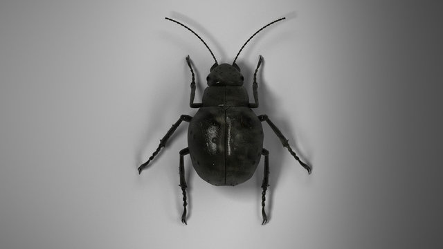 Beetle