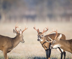 Three whitetail bucks getting ready to fight