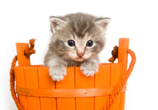 kitten in an orange bucket