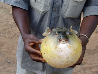 pesce palla © GT