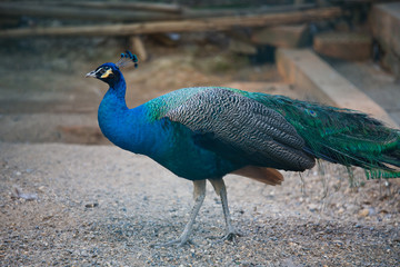 peacock