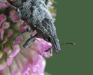 Cleonis pigra © als