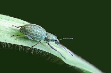 Eusomus ovulum © als