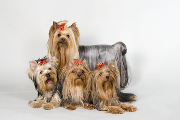 Naklejka premium Yorkshire terriers on white background