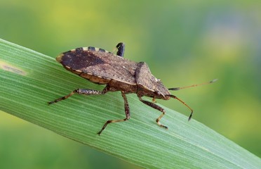 Ceraleptus gracilicornis