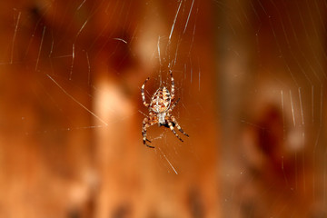 spider
