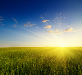 field of grass and sunset