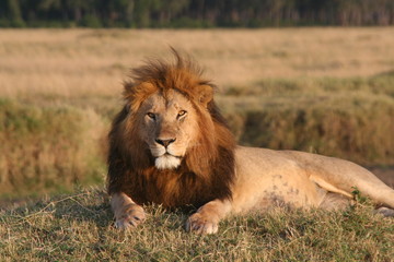 Löwe © mv