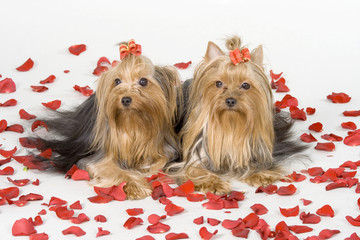 Yorkshire terriers on white background