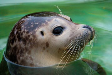 harbor seal - 12589190