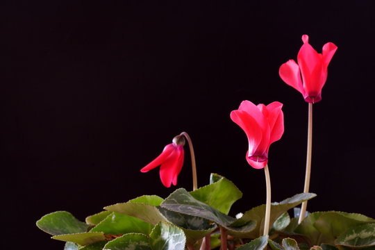 Alpenveilchen / Cyclamen