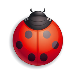 Round ladybug icon