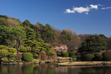 Fototapeta na wymiar 小石川植物園