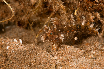 highfin sabretooth blenny