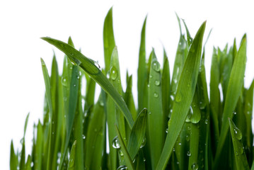 Fototapeta na wymiar grass and dew