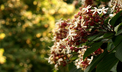 Frühling - blühende Blumen - Breitkant