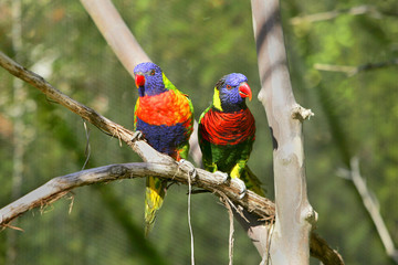 lorikeet birds on a branch