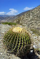 Cactacea del desierto. México