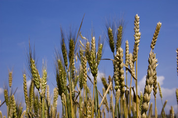 Obraz premium Wheat field against blue sky