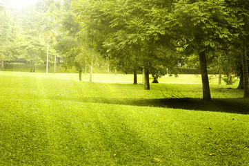 Green field landscape with morning sunlight