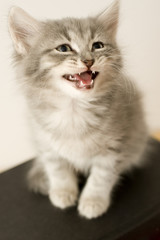 Kitten Begging for a Treat