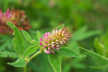 Meadow dutch clover